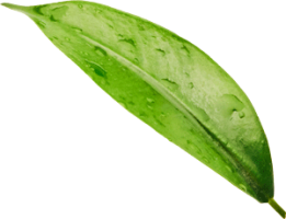 Leaf_2.png Leaf_2.png